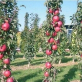 Kako pokriti stubasta stabla jabuke za zimu